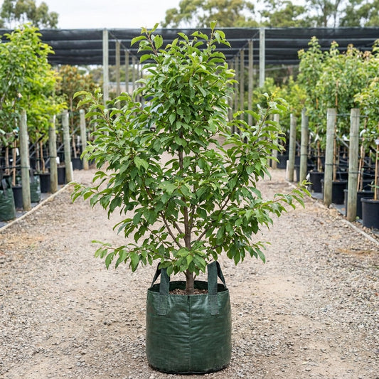 Mariposa Plum - Prunus salicina ‘Mariposa’