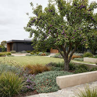 Mariposa Plum - Prunus salicina ‘Mariposa’