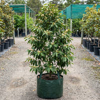 Maudiae Michelia - Michelia maudiae