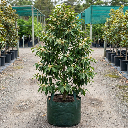 Maudiae Michelia - Michelia maudiae