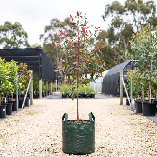 Red Flowering Gum - Corymbia ficifolia