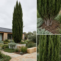 Mediterranean Cypress - Cupressus sempervirens ‘Glauca’