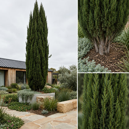 Mediterranean Cypress - Cupressus sempervirens 'Glauca'