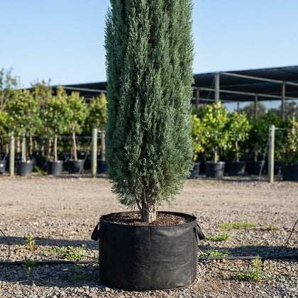 Mediterranean Cypress - Cupressus sempervirens 'Glauca'