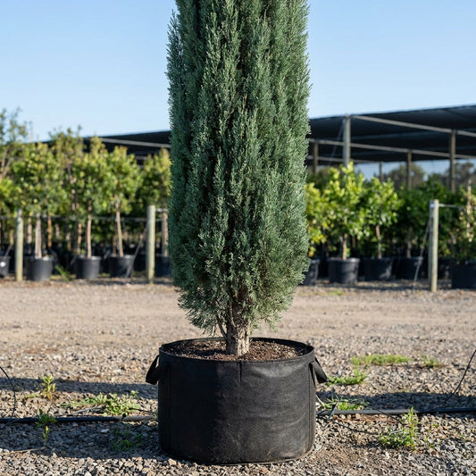 Mediterranean Cypress - Cupressus sempervirens 'Glauca'