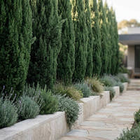 Mediterranean Cypress - Cupressus sempervirens ‘Glauca’