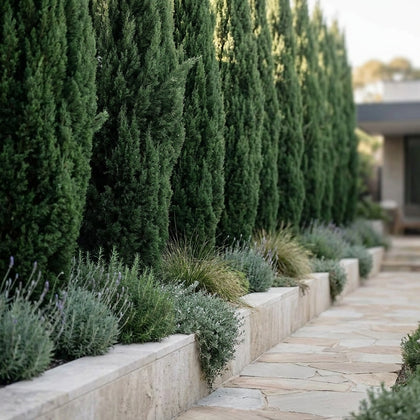 Mediterranean Cypress - Cupressus sempervirens 'Glauca'