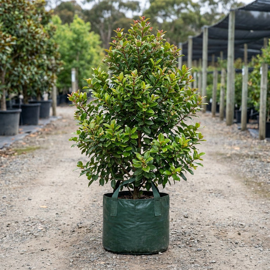Metrosideros collina ‘Springfire’ - Metrosideros collina ‘Springfire’