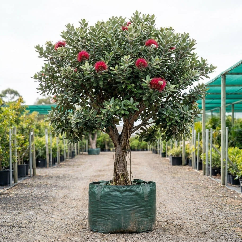 Metrosideros tomentosa Pōhutukawa