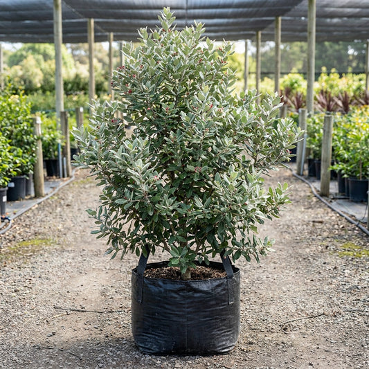 Metrosideros tomentosa 'Pōhutukawa' - Metrosideros tomentosa Pōhutukawa