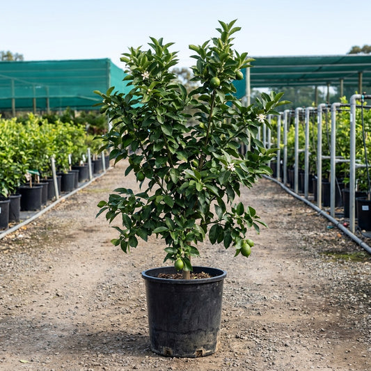 Meyer Lemon Tree - Citrus meyeri