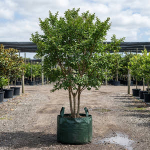 Miami Crepe Myrtle - Lagerstroemia ‘Miami’