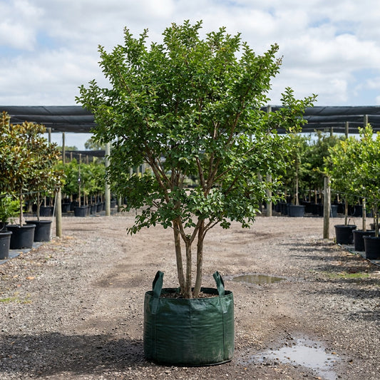 Miami Crepe Myrtle - Lagerstroemia 'Miami'
