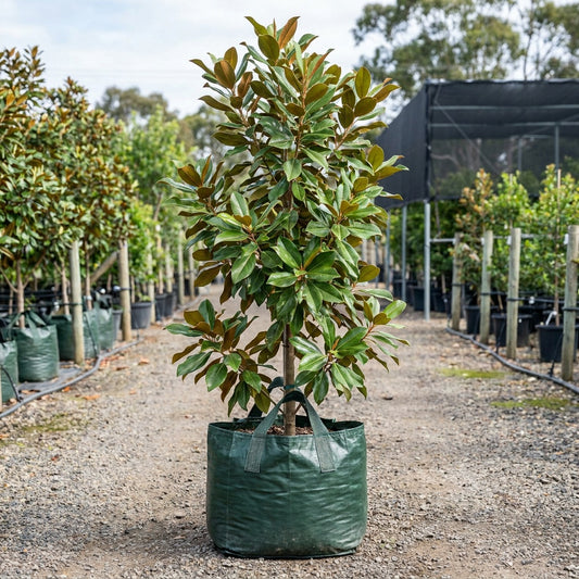 Michelia x ‘Bubbles’