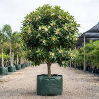 Michelia x ‘Bubbles’