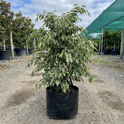 Midnight Beauty Ficus - Ficus benjamina 'Midnight Beauty'