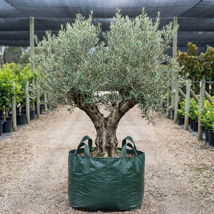 Mission Olive - Olea europaea ‘Mission’