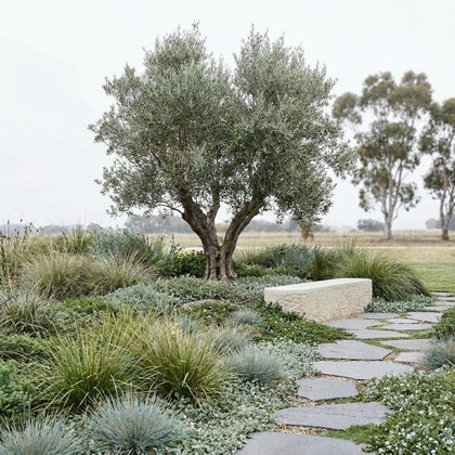 Mission Olive - Olea europaea ‘Mission’