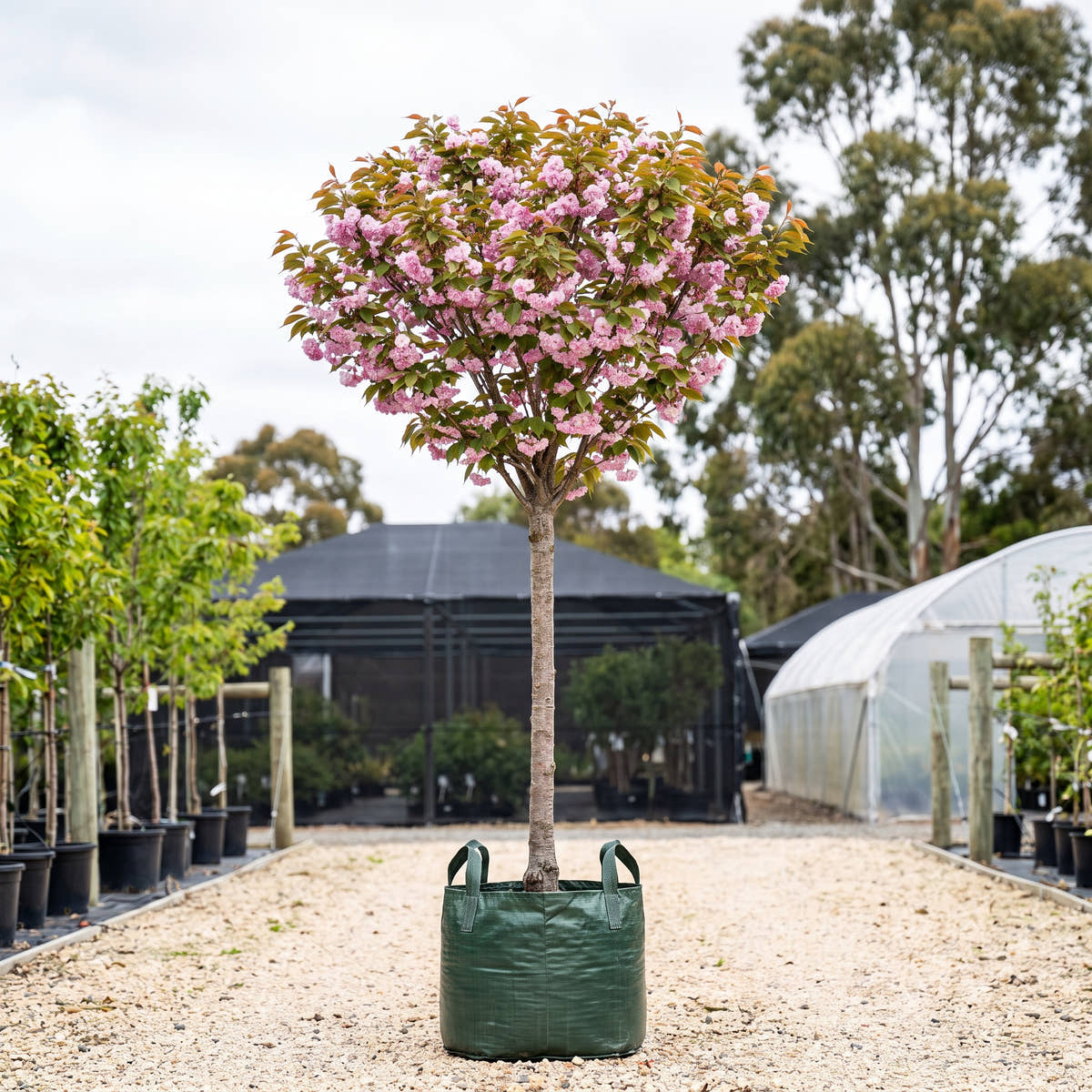 Kanzan Flowering Cherry (Standard) - Prunus serrulata ‘Kanzan’