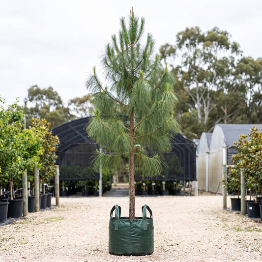 Mexican Weeping Pine - Pinus patula