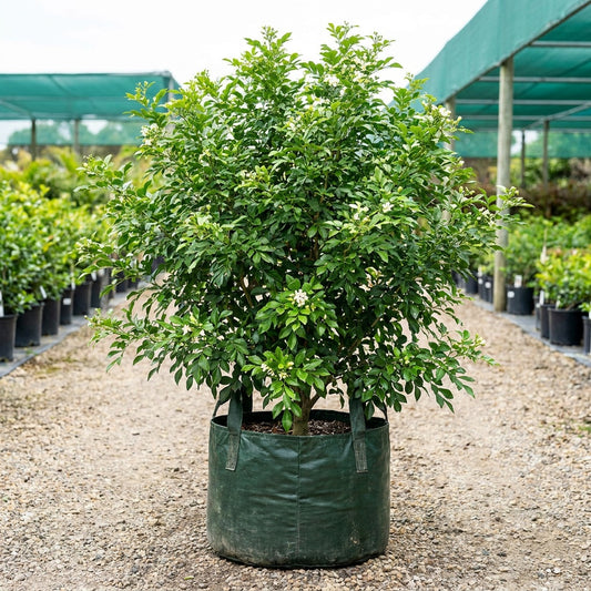 Mock Orange - Murraya paniculata