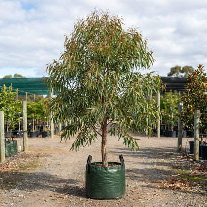 Moreton Bay ash - Corymbia tessellaris