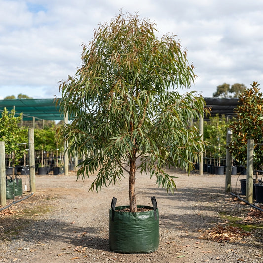 Moreton Bay ash - Corymbia tessellaris