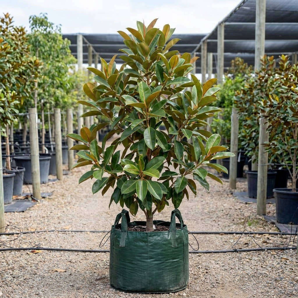 Moreton Bay Fig Tree - Ficus macrophylla