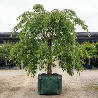 Mount Fuji White Flowering Cherry - Prunus serrulata ‘Shirotae’