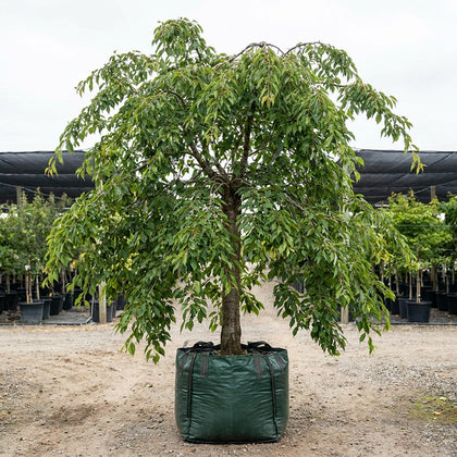 Mount Fuji White Flowering Cherry - Prunus x ‘Shirotae’