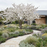 Mount Fuji White Flowering Cherry - Prunus serrulata ‘Shirotae’