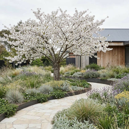 Mount Fuji White Flowering Cherry - Prunus x ‘Shirotae’