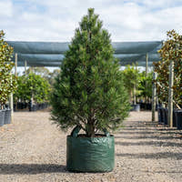 Mount Spurgeon Black Pine - Prumnopitys ladei