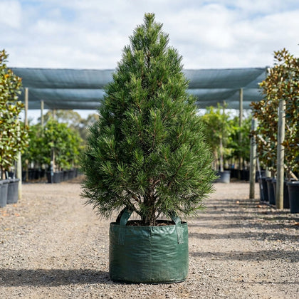 Mount Spurgeon Black Pine - Prumnopitys ladei