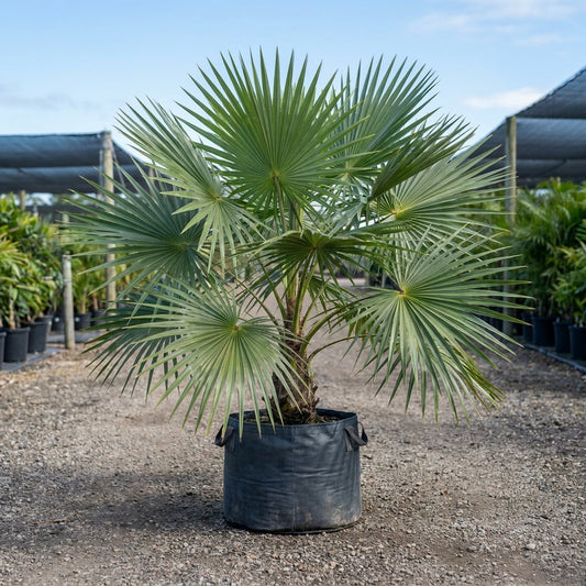 Mountain Palm - Schippia concolor