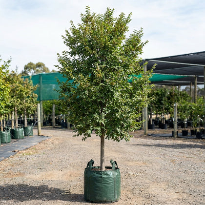 Murray's Form Chinese Elm - Ulmus parvifolia 'Murray's Form'