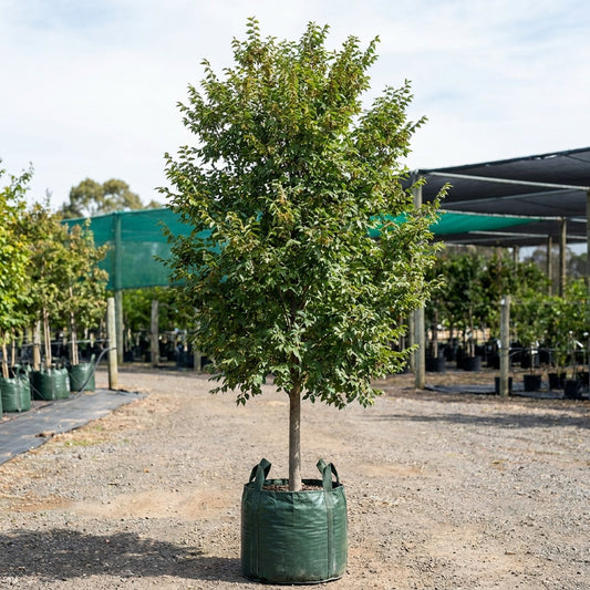 Murray's Form Chinese Elm - Ulmus parvifolia 'Murray's Form'