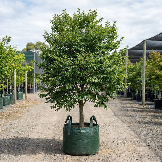 Musashino Zelkova - Zelkova serrata ‘Musashino’