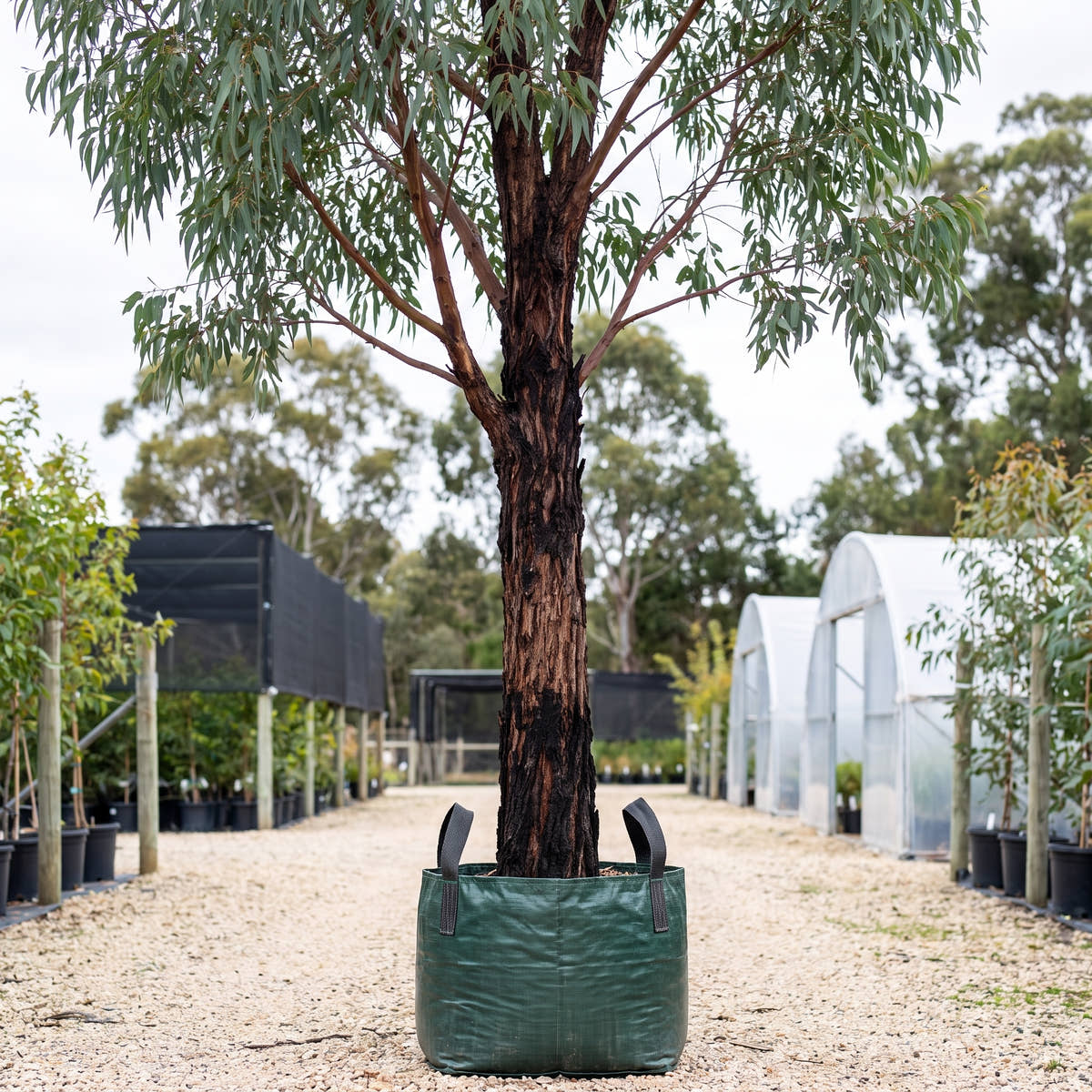 Red Ironbark - Eucalyptus sideroxylon