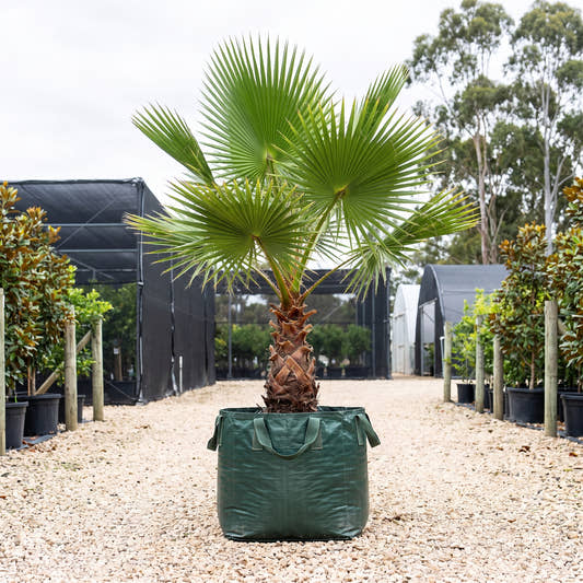 Mexican Fan Palm - Washingtonia robusta