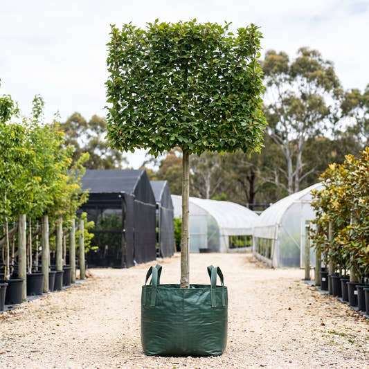Yunnan Poplar (Pleached) - Populus yunnanensis