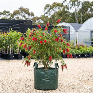 Hannah Ray Bottlebrush - Callistemon viminalis ‘Hannah Ray’