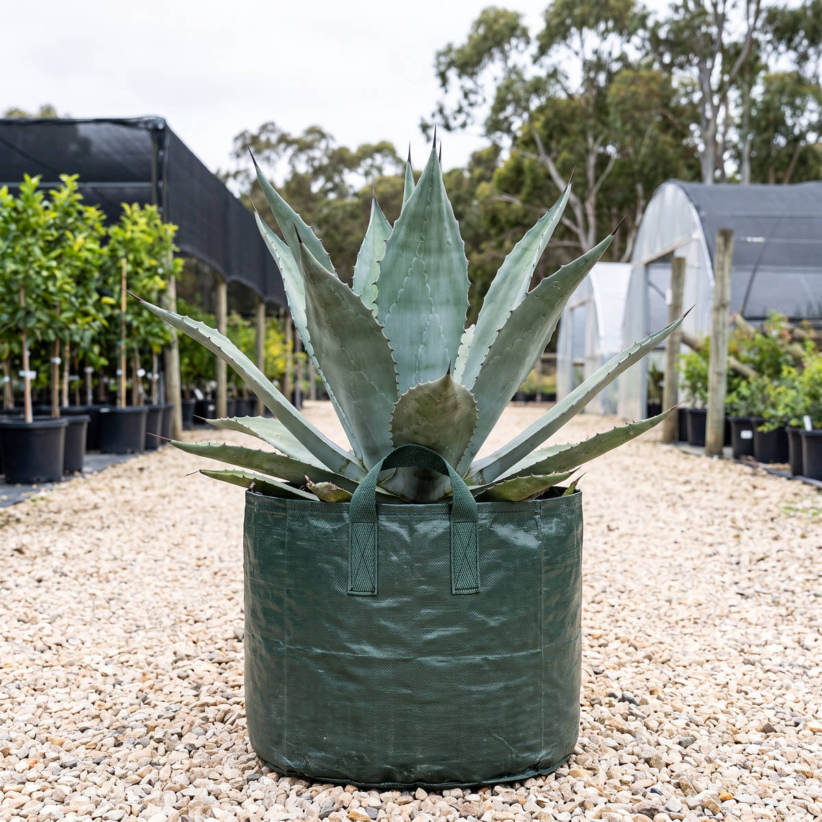 Agave salmiana
