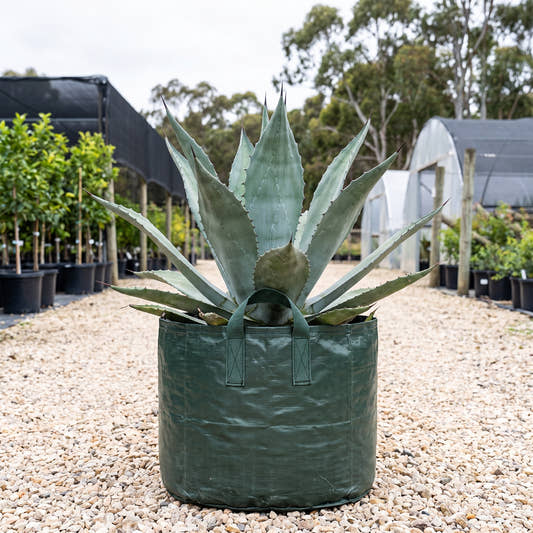 Agave salmiana