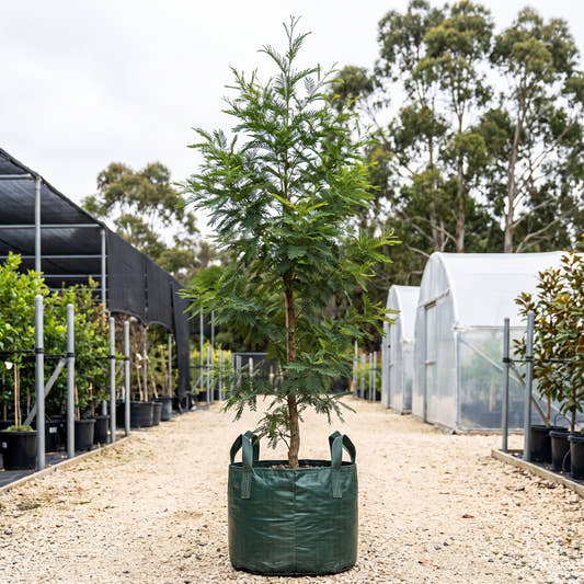 Mornington Peninsula Black Wattle - Acacia mearnsii