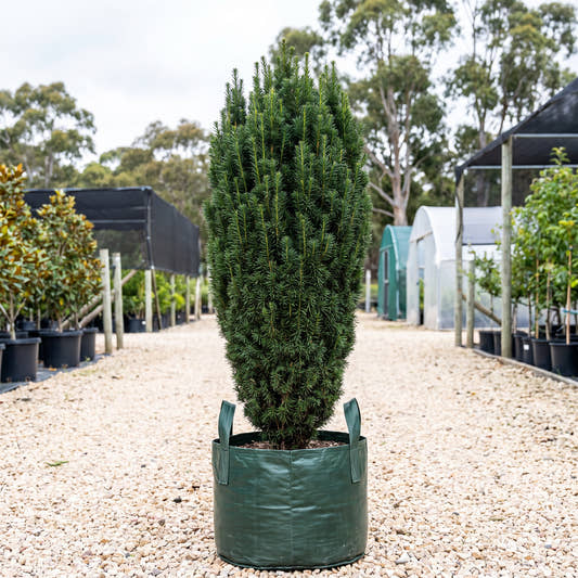 Upright Japanese Plum Yew - Cephalotaxus harringtonia ‘Fastigiata’