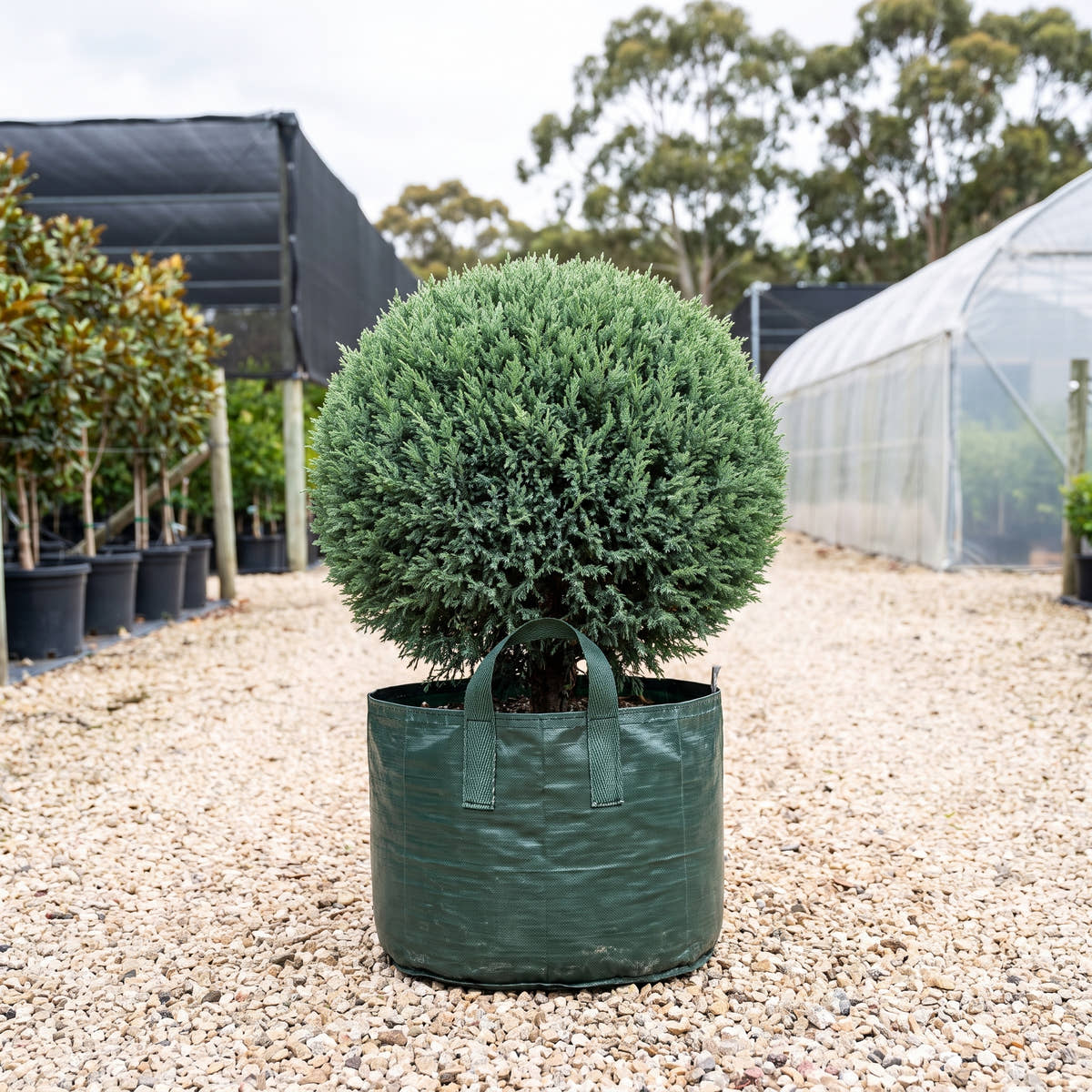 Oblonga Juniper (Topiary) - Juniperus chinensis ‘Oblonga’