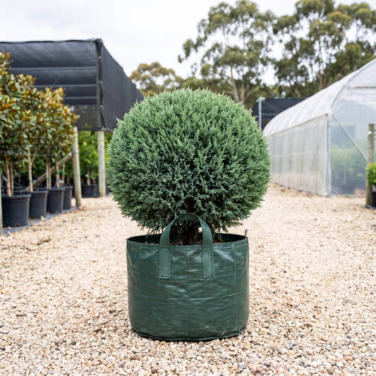 Oblonga Juniper (Topiary) - Juniperus chinensis ‘Oblonga’