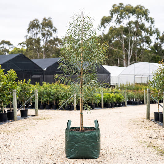 Narrow-Leaved Ironbark - Eucalyptus crebra