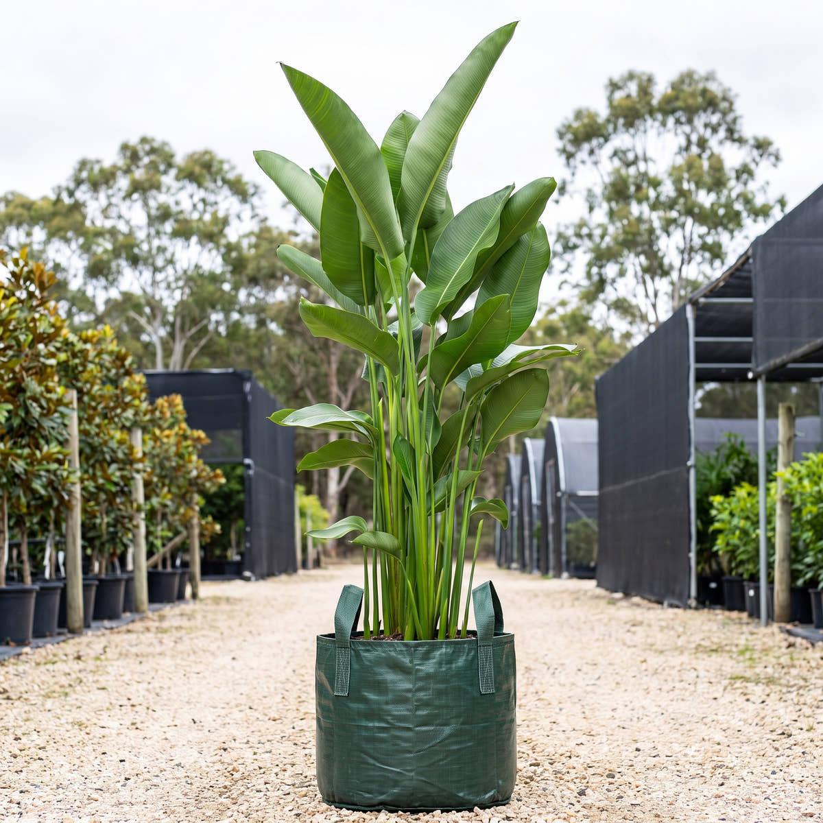 Heliconia rauliniana